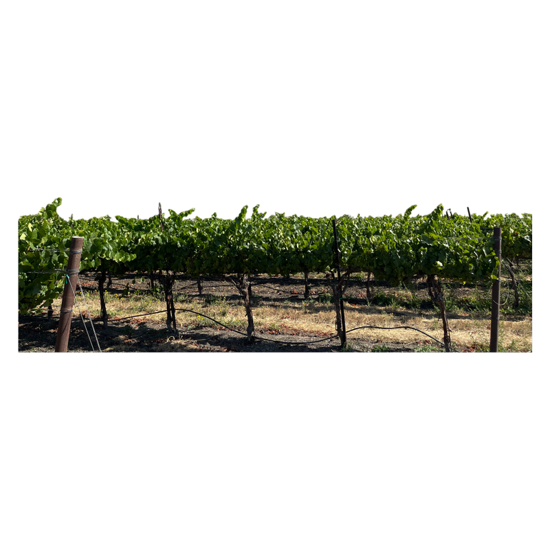 Bezel Chardonnay 750ml
